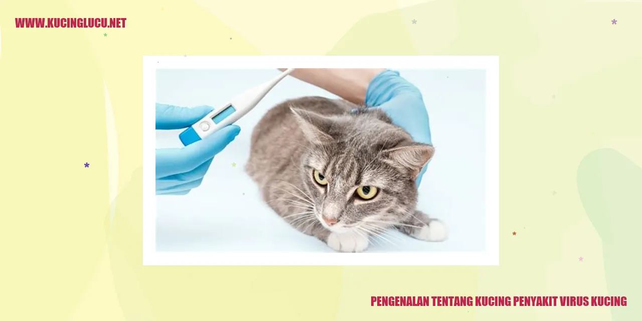 Kucing