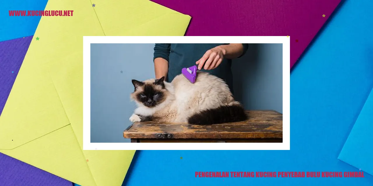 Kucing dengan bulu gimbal