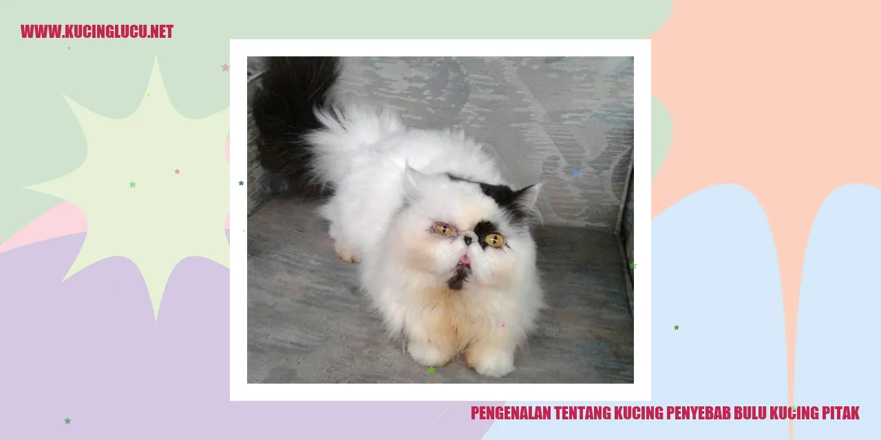 Gambar Kucing