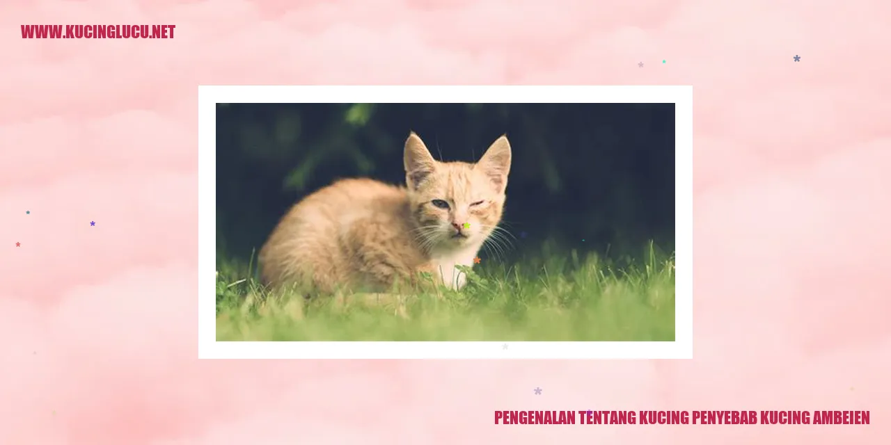 Kucing Ambeien