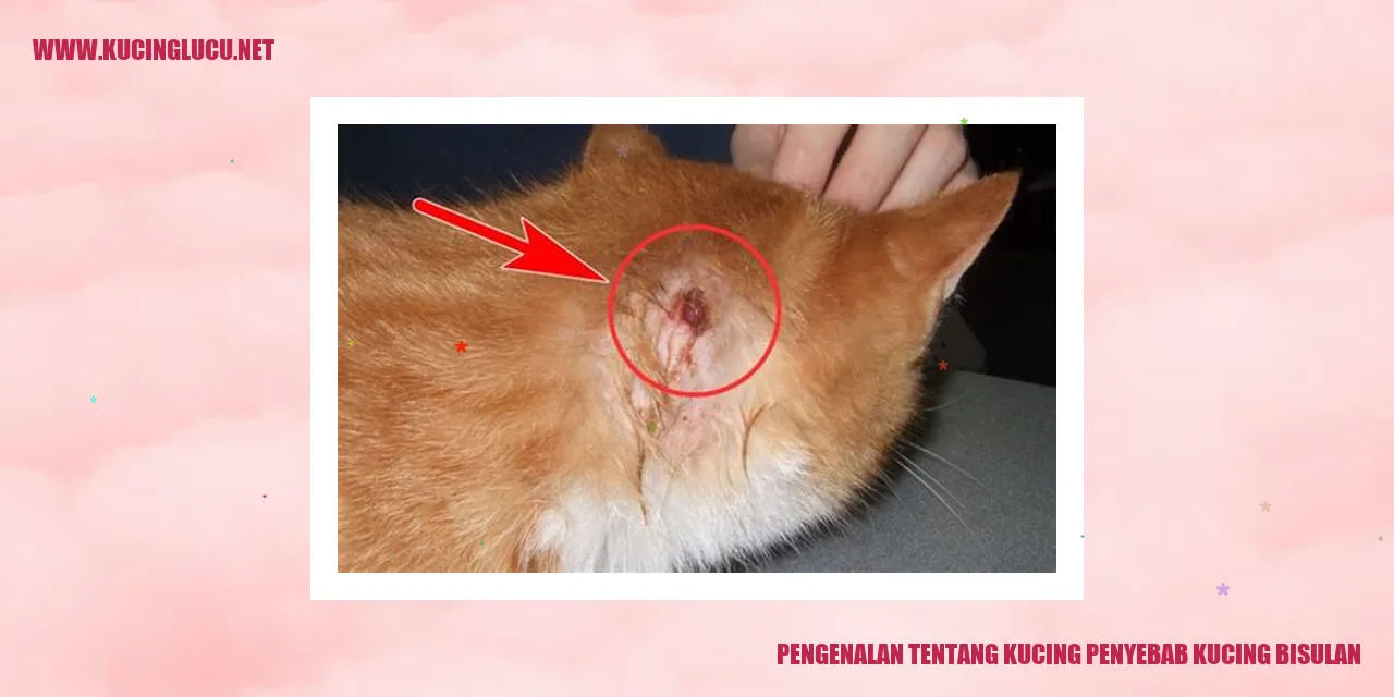 Gambar kucing yang Menggemaskan
