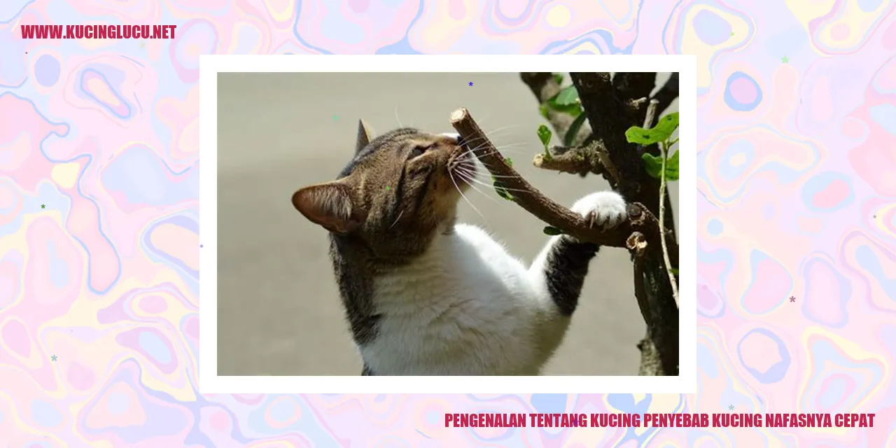 gambar kucing nafas cepat