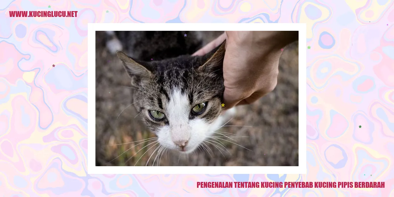 Kucing Pipis Berdarah