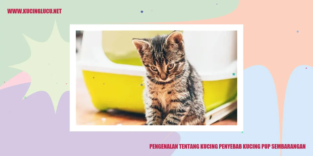 Gambar Kucing Lucu