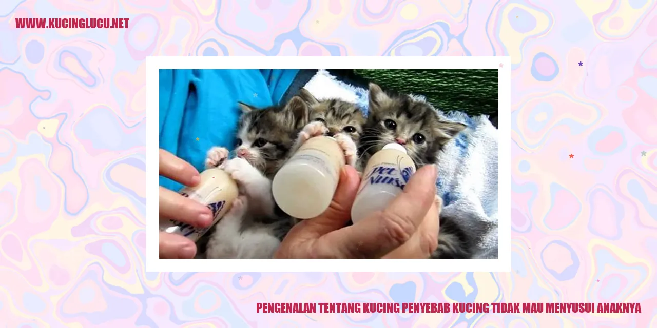 Kucing merawat anaknya