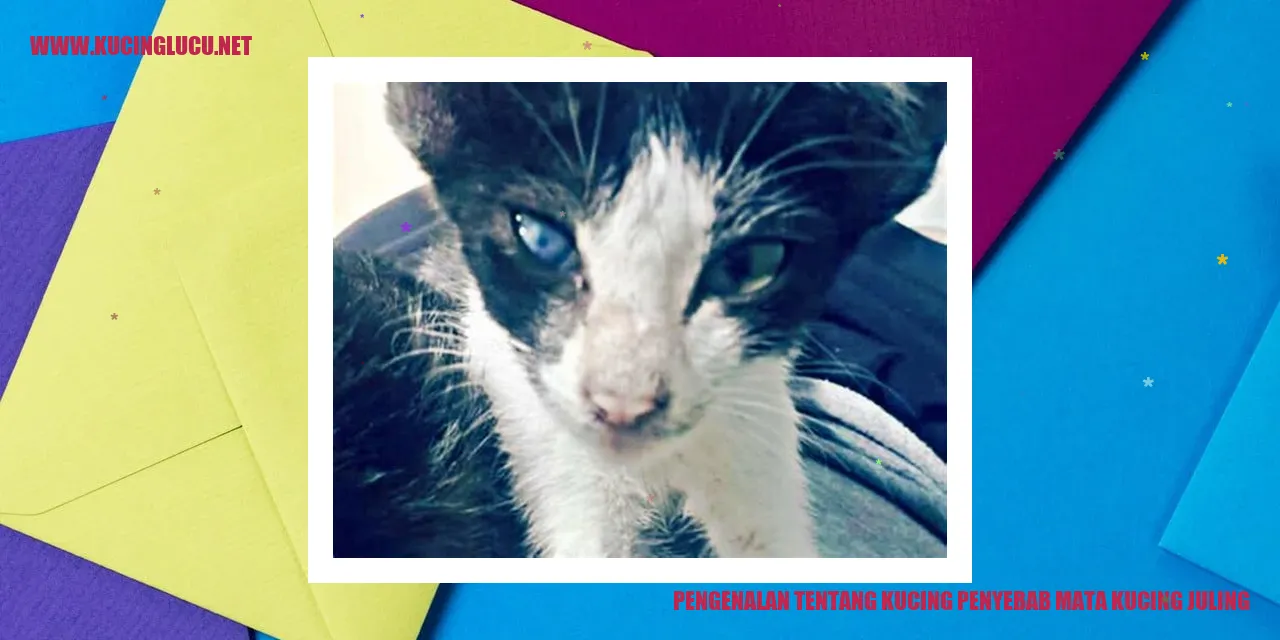 kucing penyebab mata kucing juling