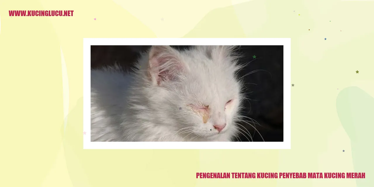 Gambar Kucing Penyebab Mata Kucing Merah