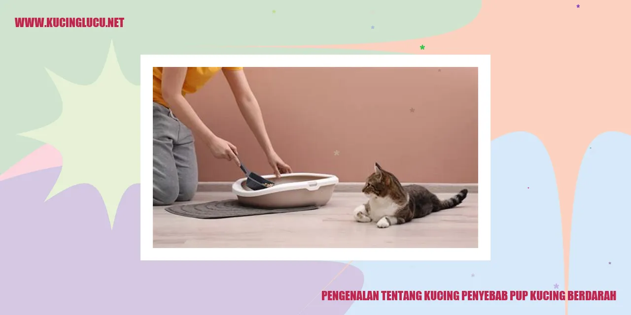 Gambar Kucing Penyebab Pup Kucing Berdarah
