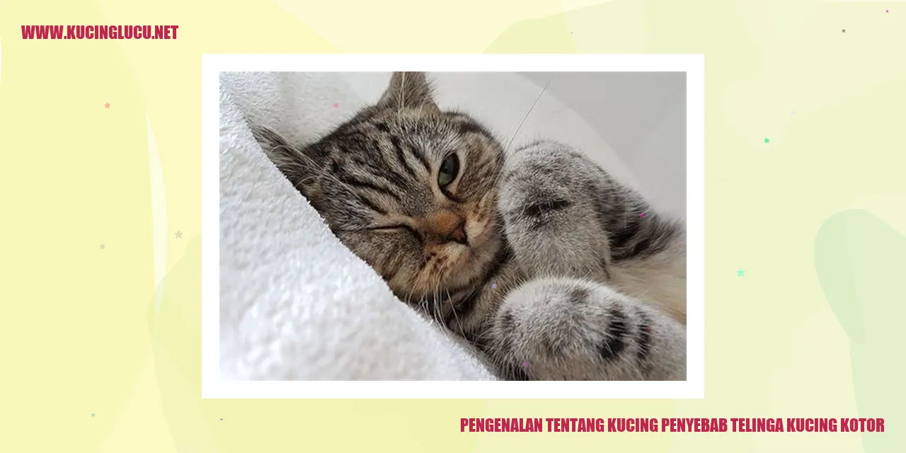Gambar kucing