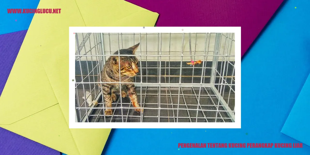 Kucing Perangkap Kucing Liar