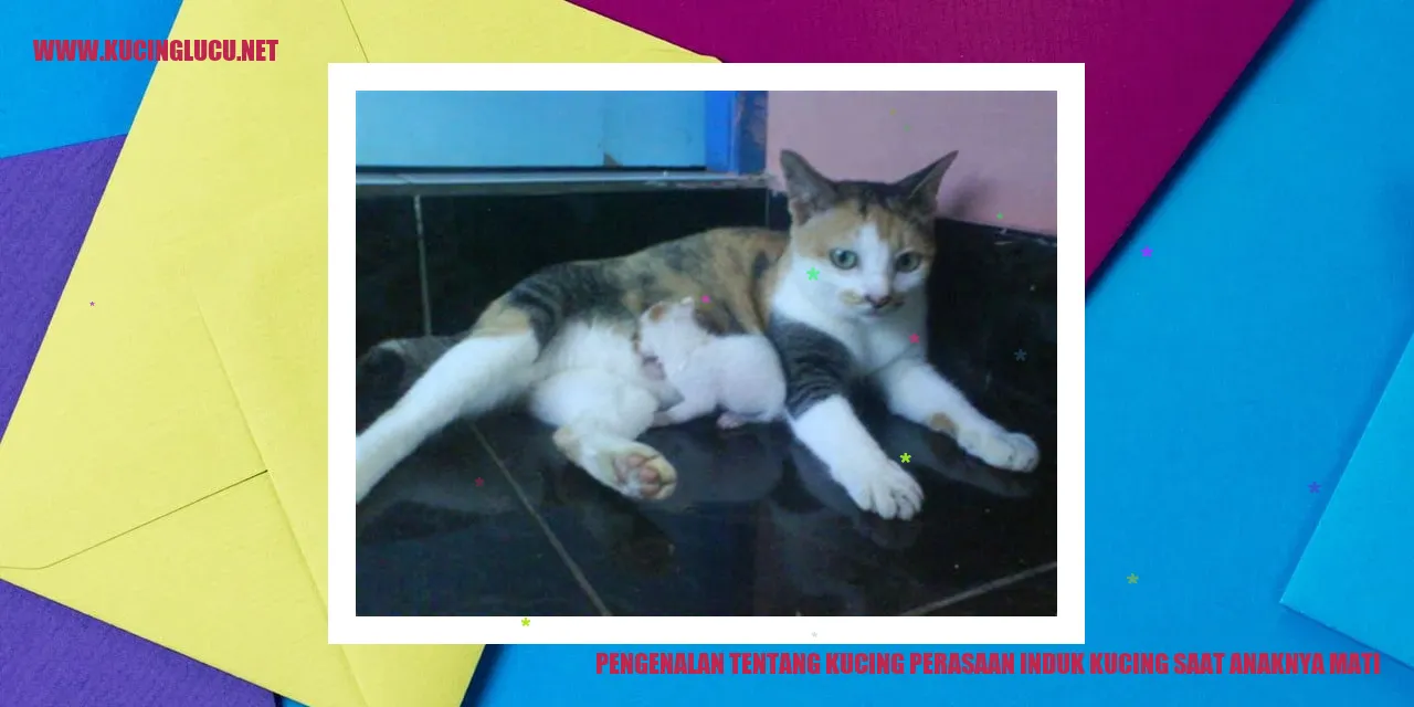 Induk kucing yang sedang berduka