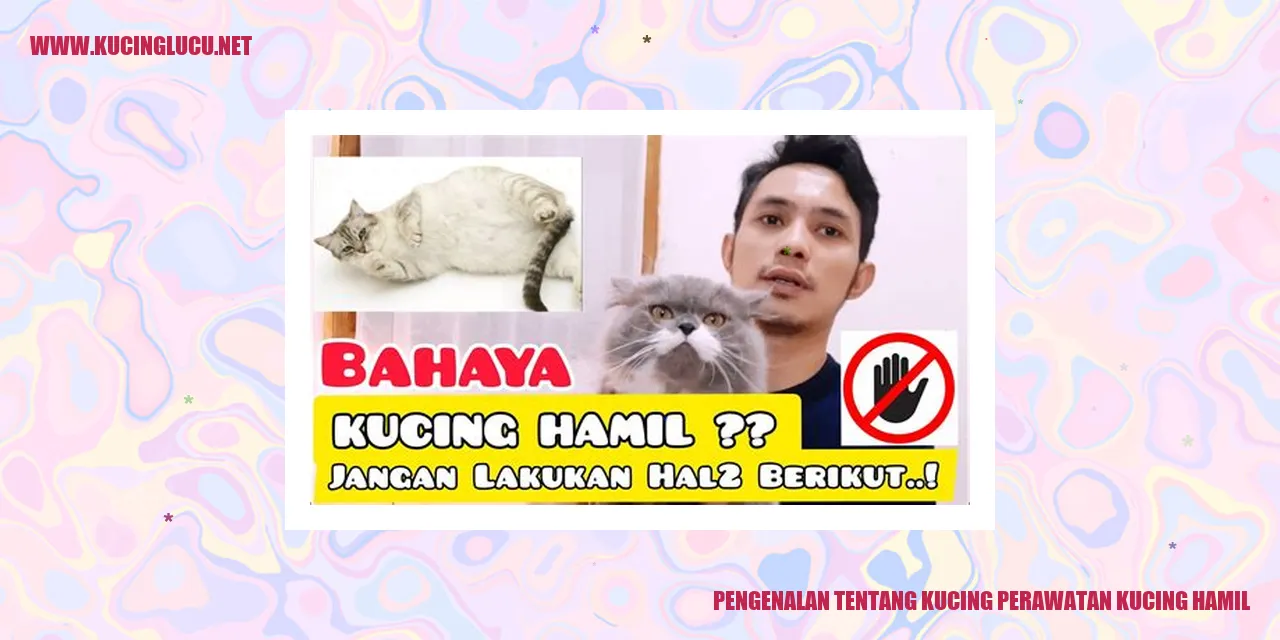 gambar kucing sedang hamil