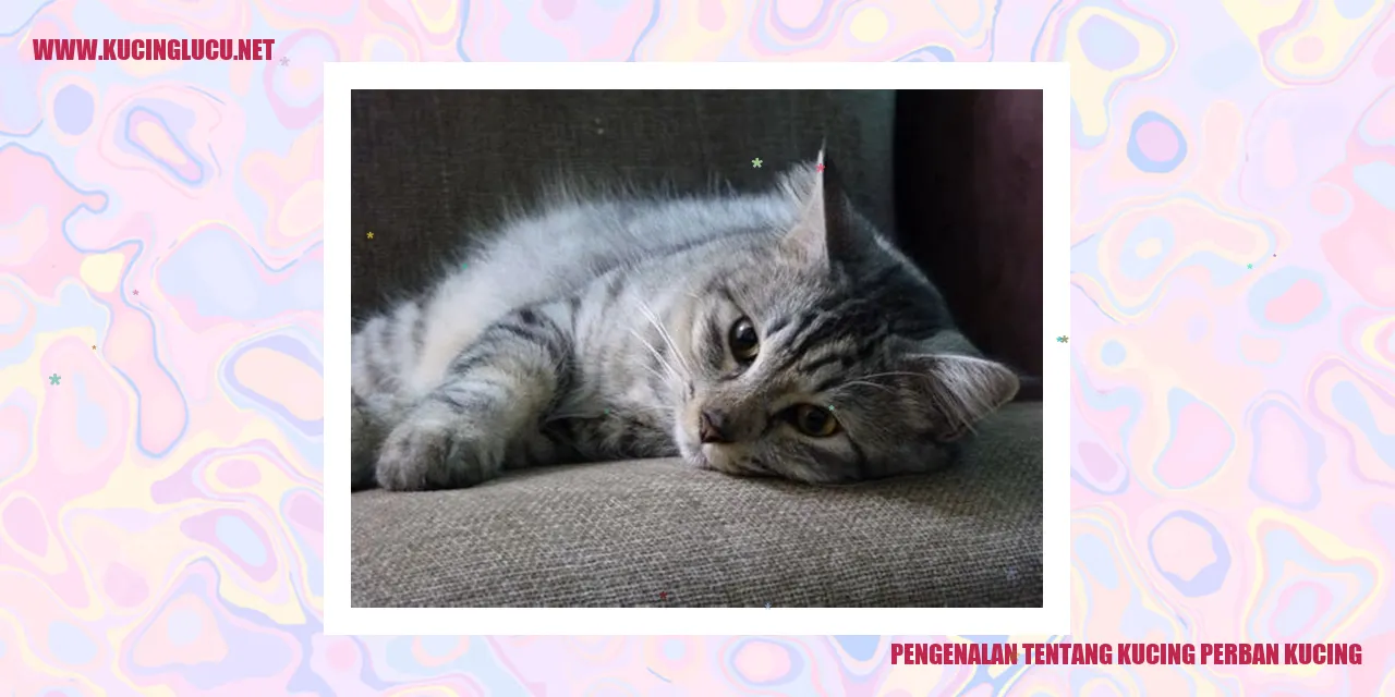 Kucing Perban Kucing