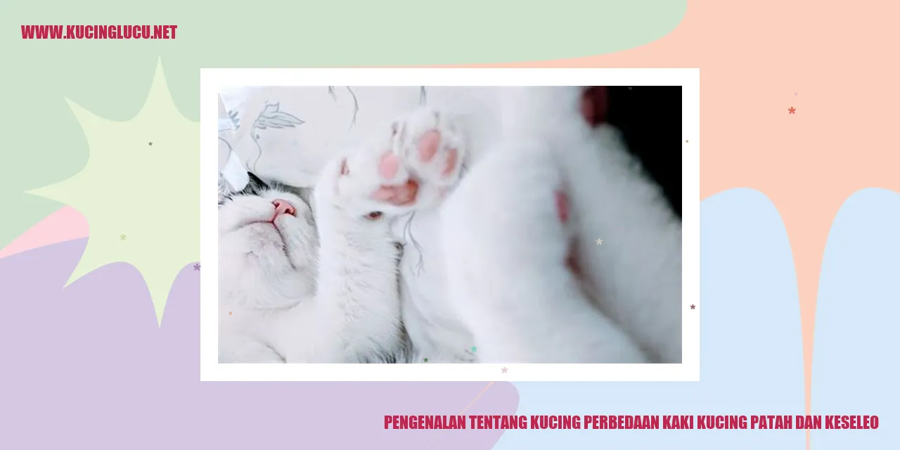 Gambar kucing yang lucu