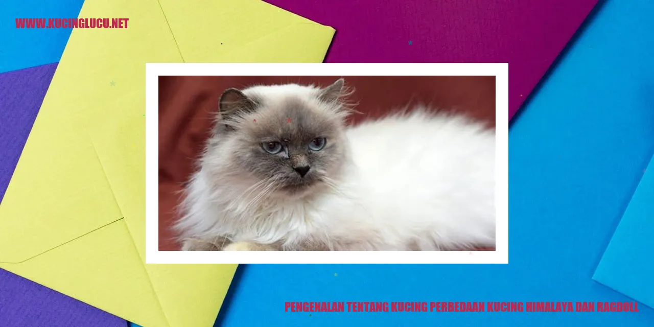 Gambar Kucing Himalaya dan Ragdoll