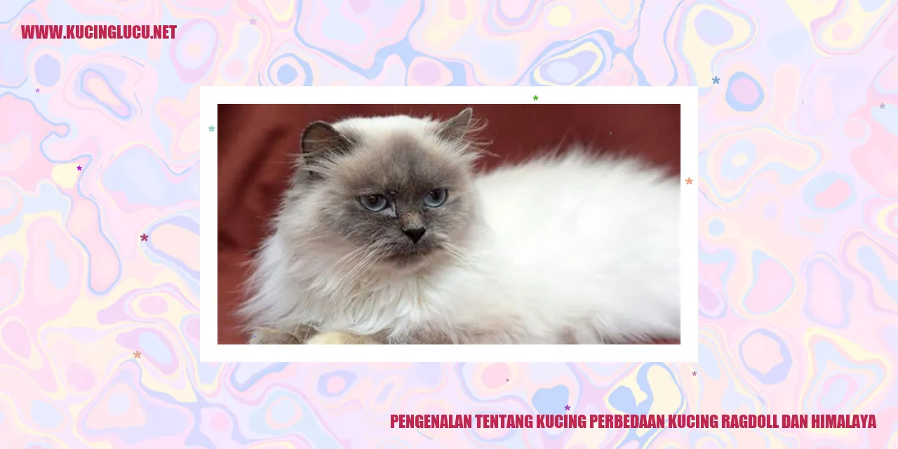 Kucing Ragdoll dan Himalaya