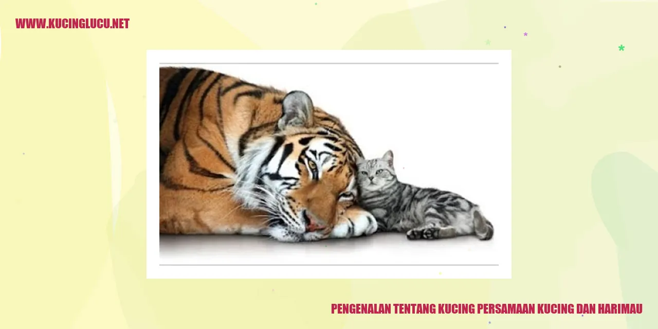 Gambar kucing dan harimau peliharaan