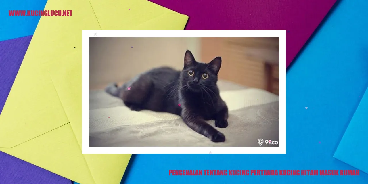 Gambar Kucing Hitam