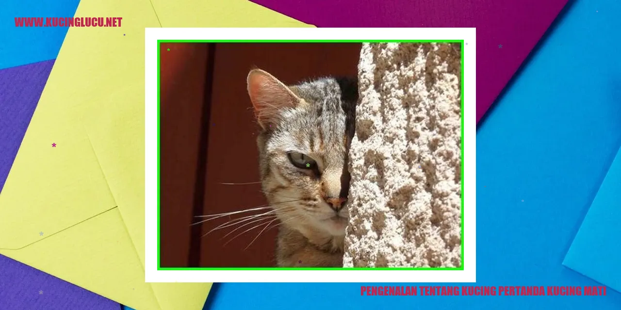 Gambar Kucing Mati