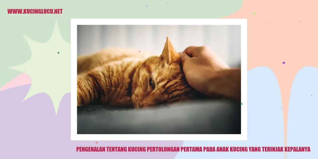Anak Kucing Terinjak Kepala