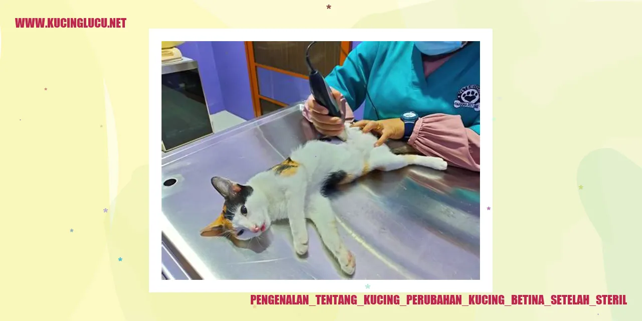 Kucing Betina Setelah Steril