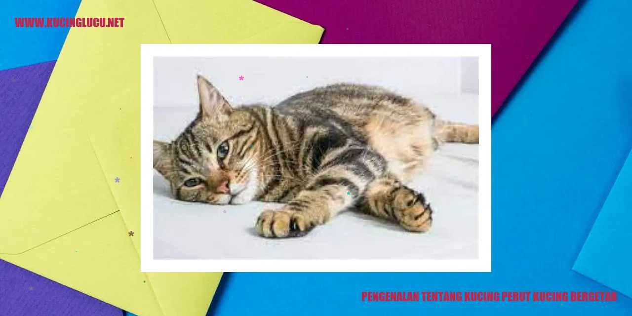 Perut Bergetar pada Kucing