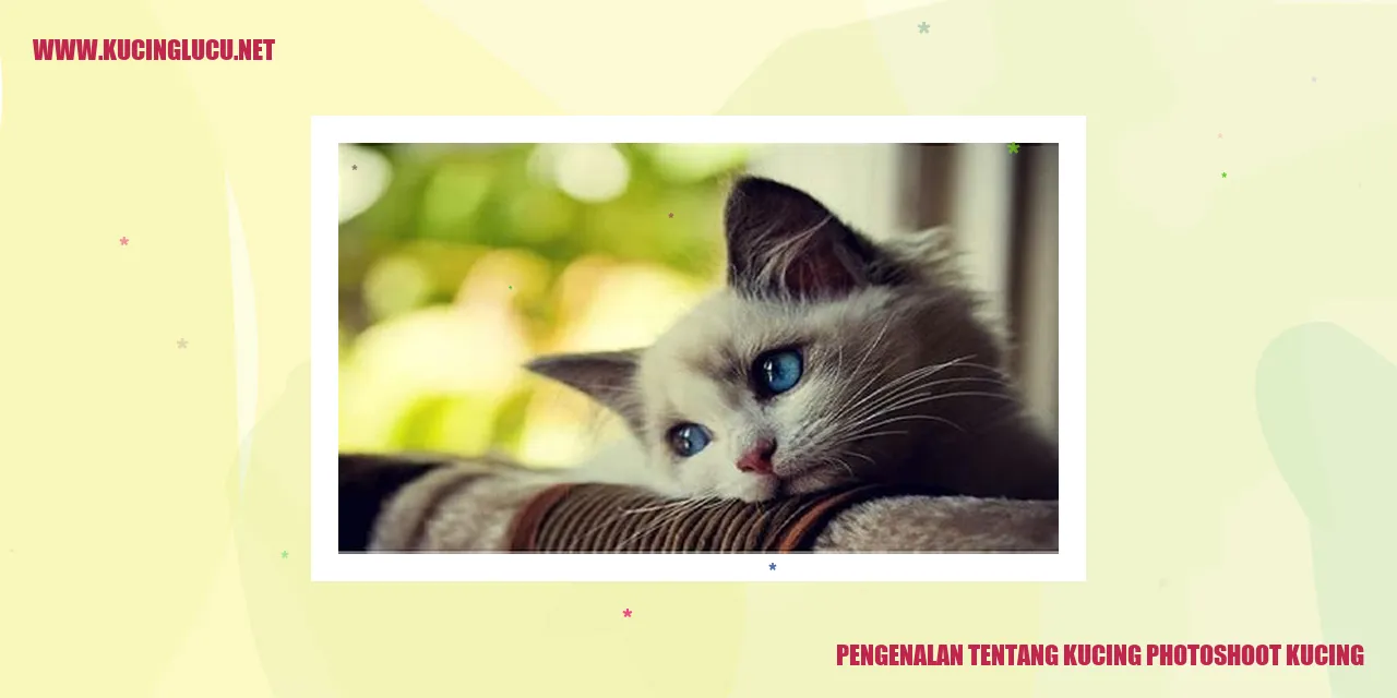 foto kucing