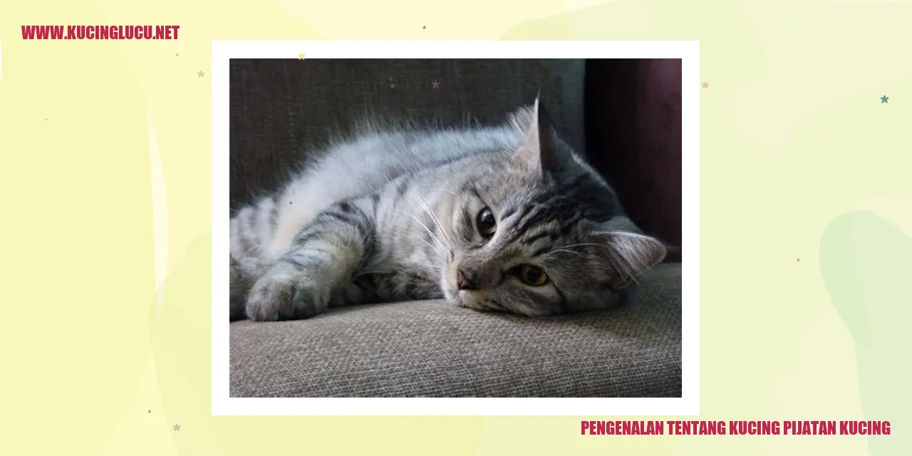 Kucing Pijat Kucing