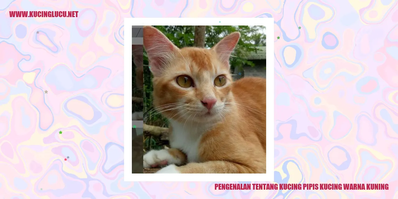 Gambar kucing kuning yang menggemaskan