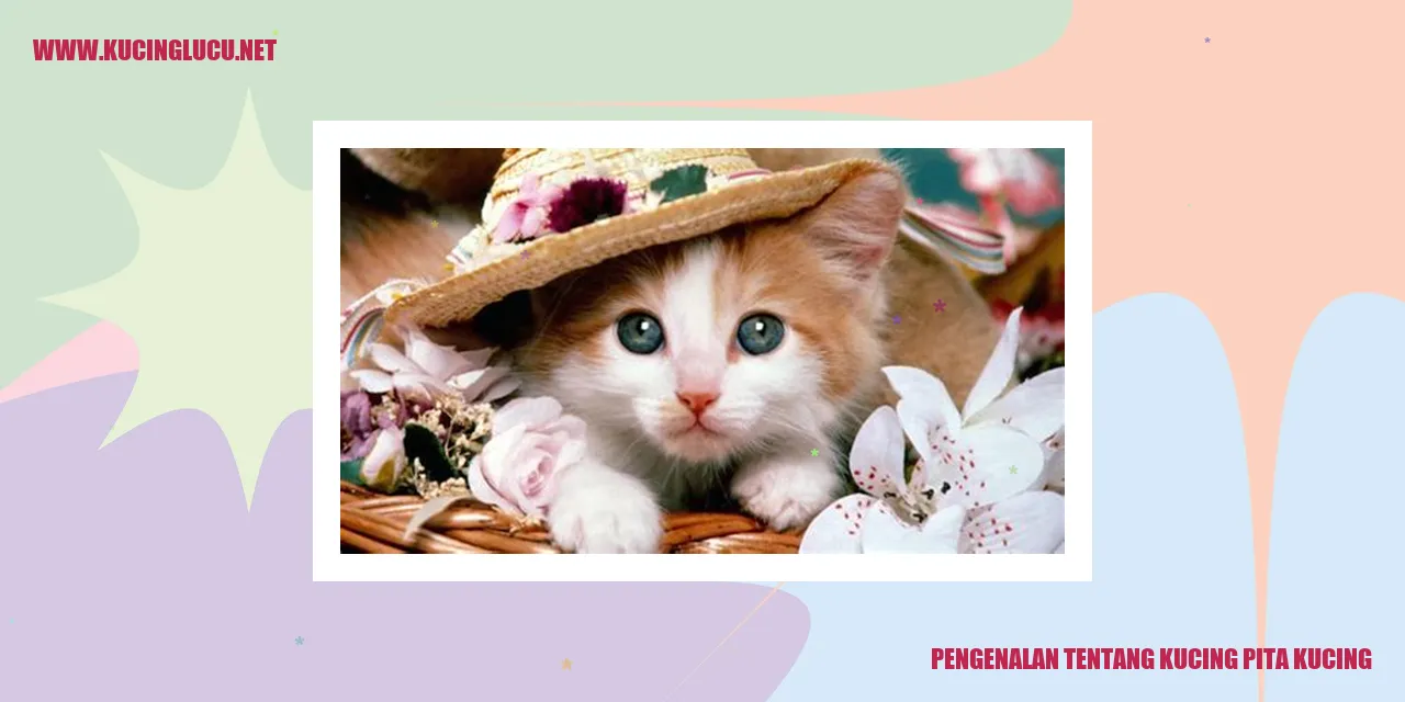 Gambar Kucing Pita Kucing