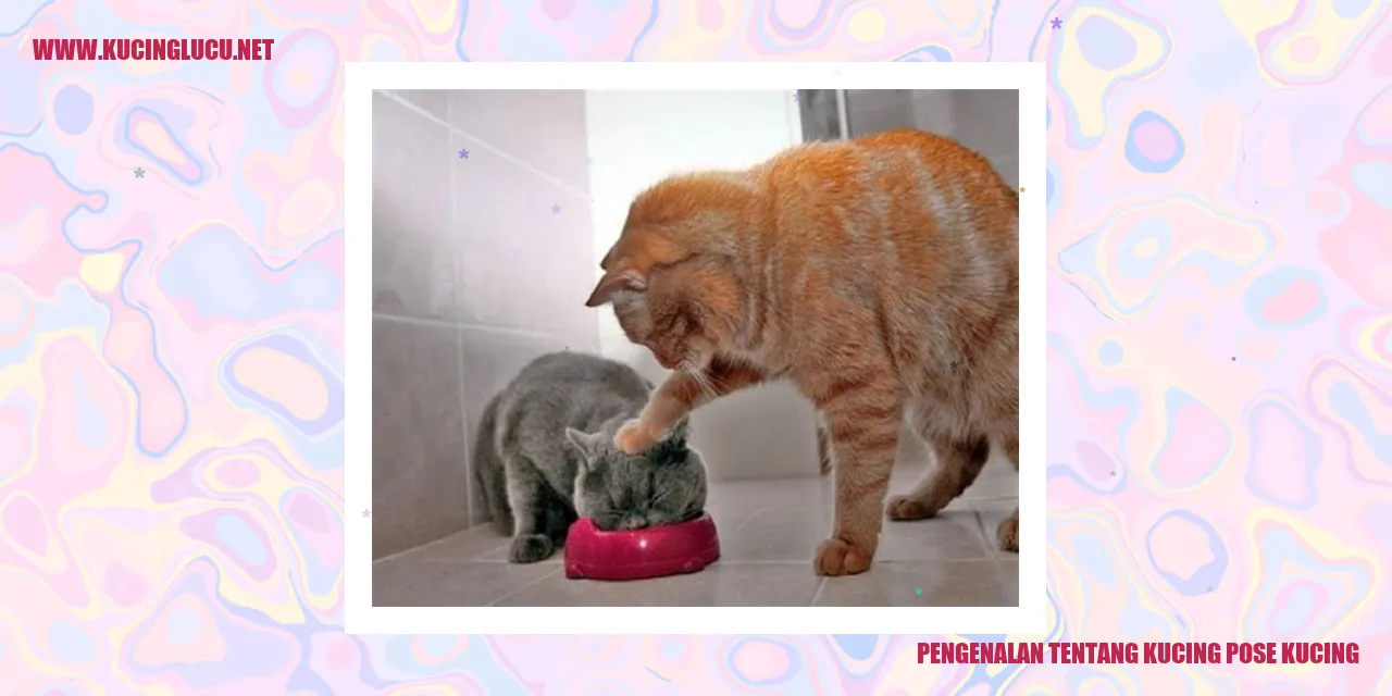 Foto Kucing dengan Posisi Menggemaskan