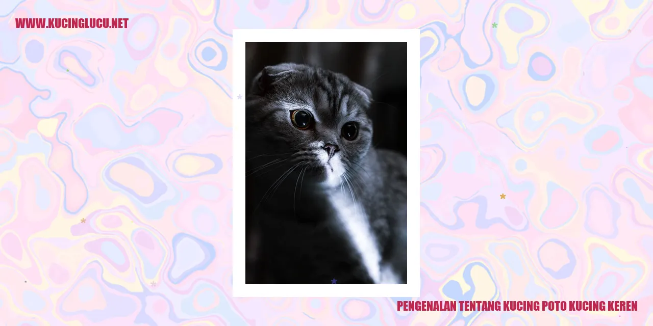 Gaya Gambar Kucing Eksklusif