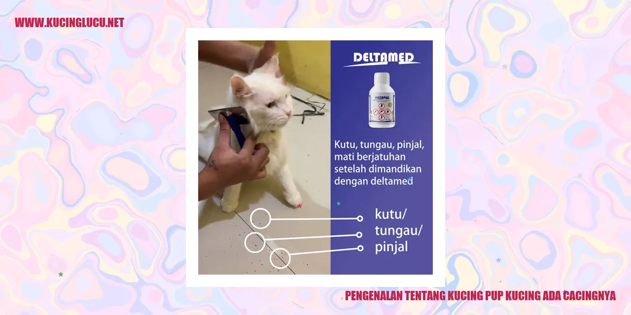 Gambar kucing menggemaskan