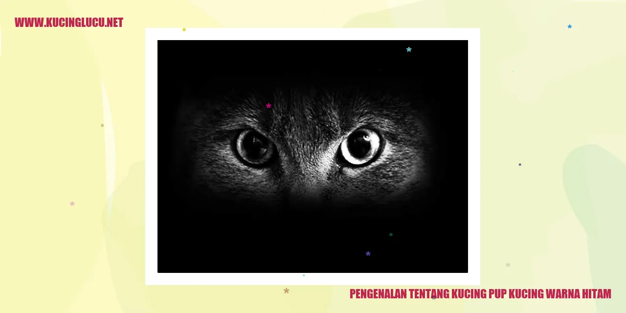 Gambar Kucing Pup