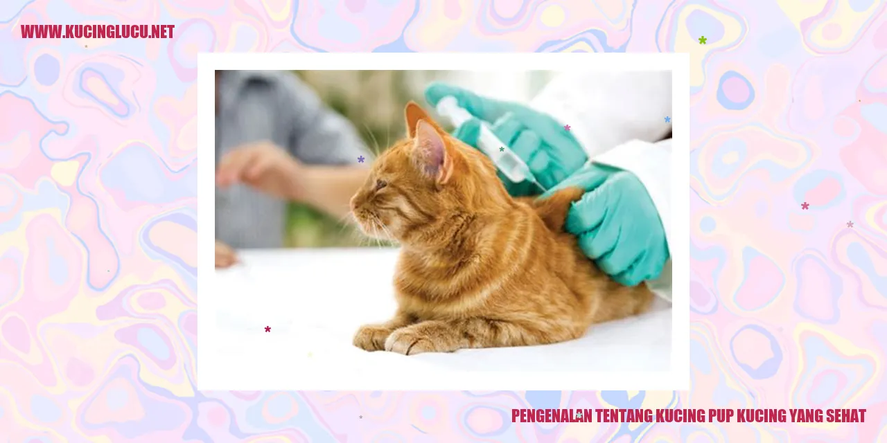 Gambar kucing sehat