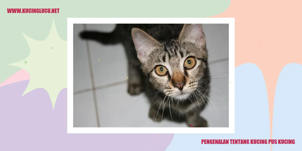 Kucing pus kucing