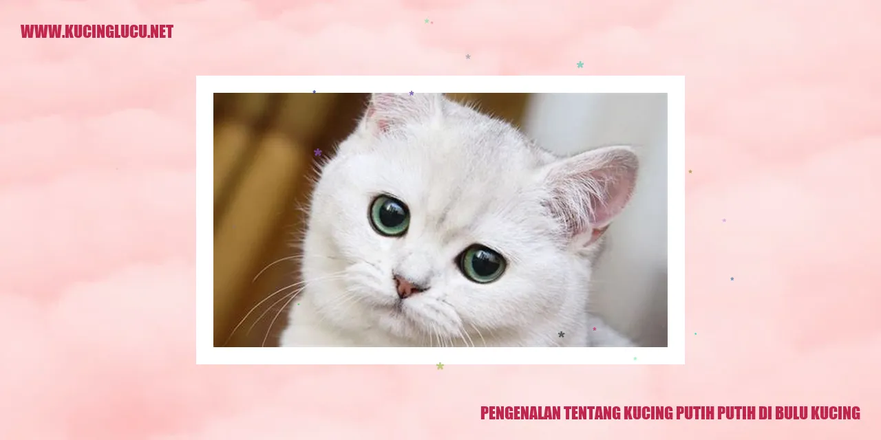 Gambar Kucing Putih Putih