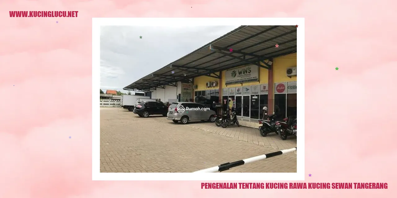 Gambar Kucing Rawa Kucing Sewan Tangerang