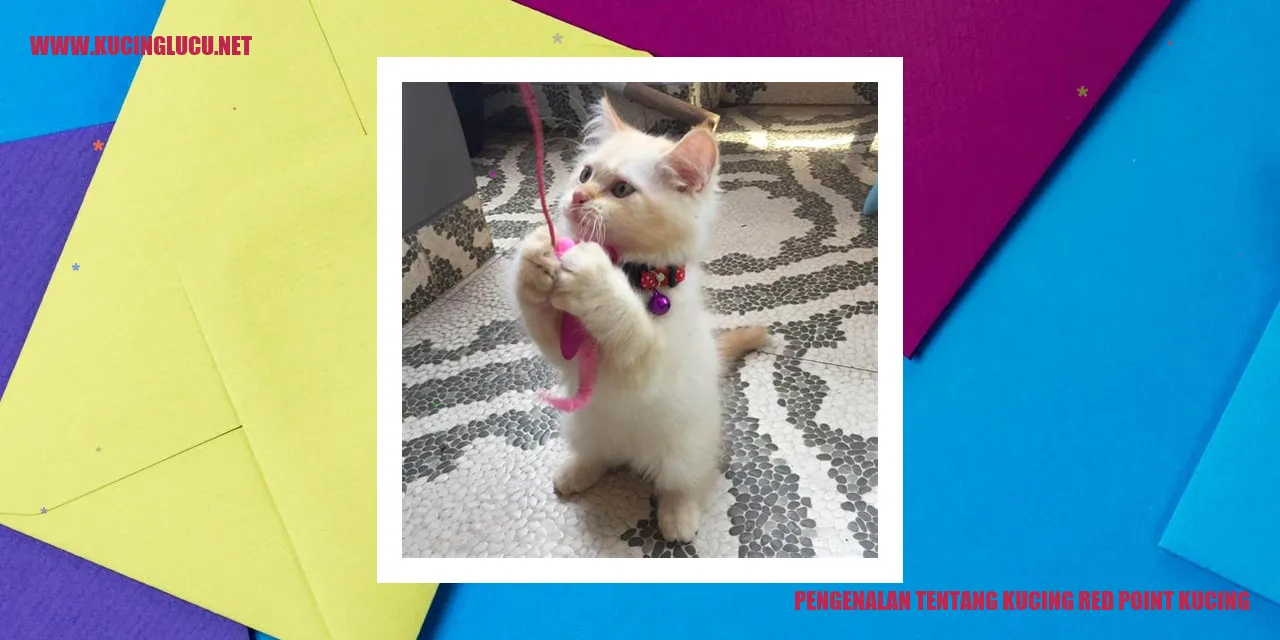 Kucing Red Point