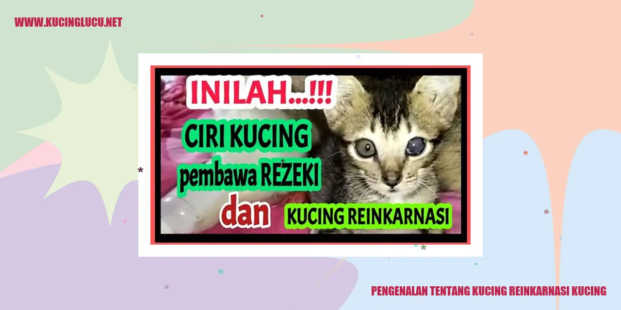 Kucing Berinkarnasi