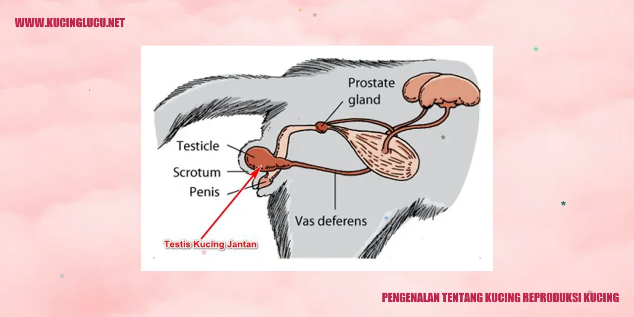 Gambar kucing