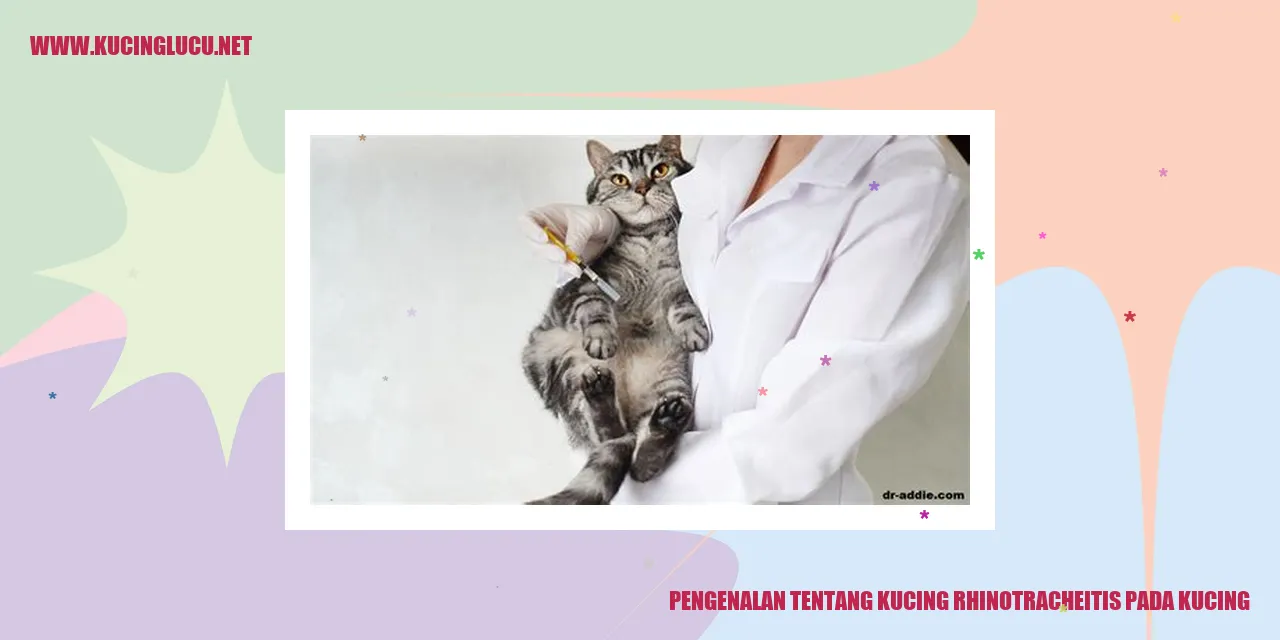 Gambar Kucing Rhinotracheitis