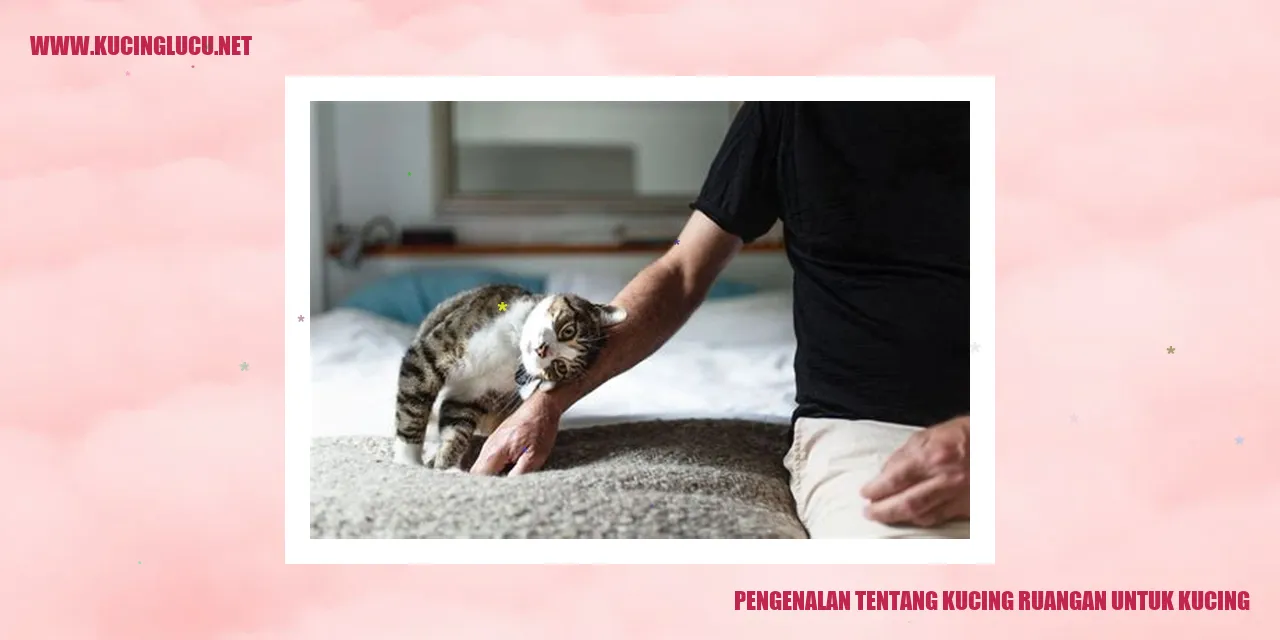 Gambar Kucing Ruangan