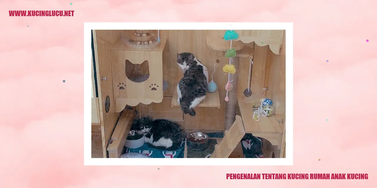Foto Kucing Anak Kucing