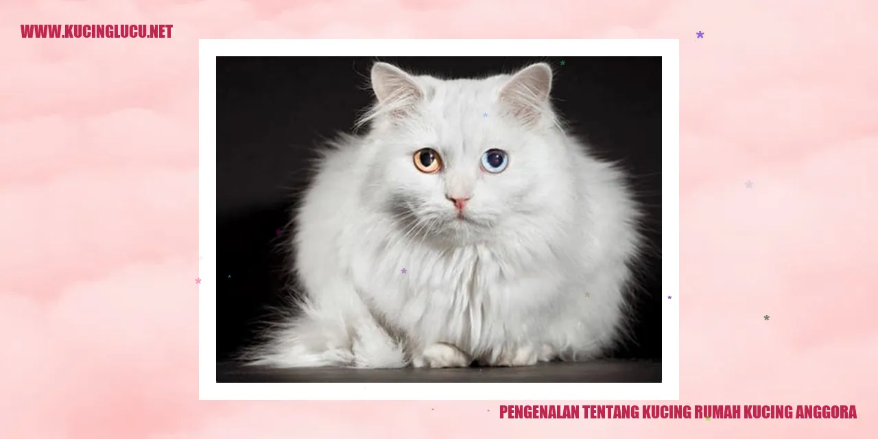 Kucing Anggora
