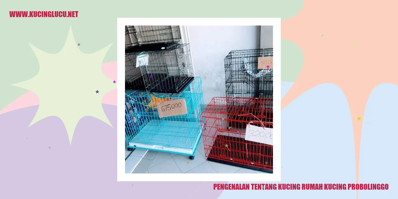 Kucing Rumah di Probolinggo