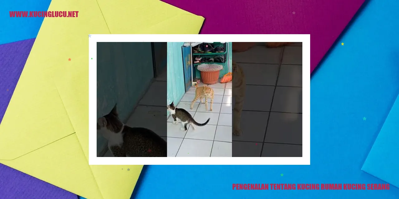 Kucing Rumah