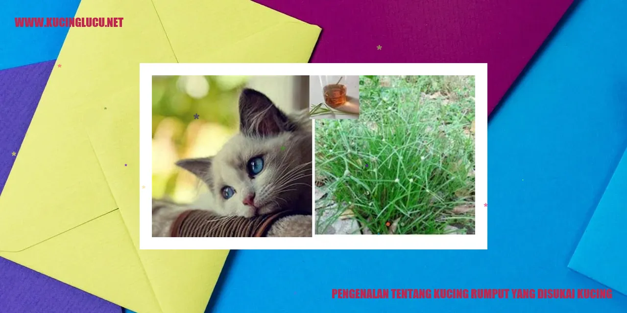 Gambar Kucing Rumput