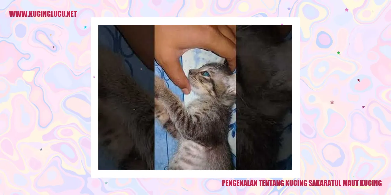Gambar Kucing yang Sulit Dirawat