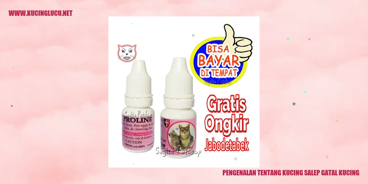 Kucing Siam Gatal